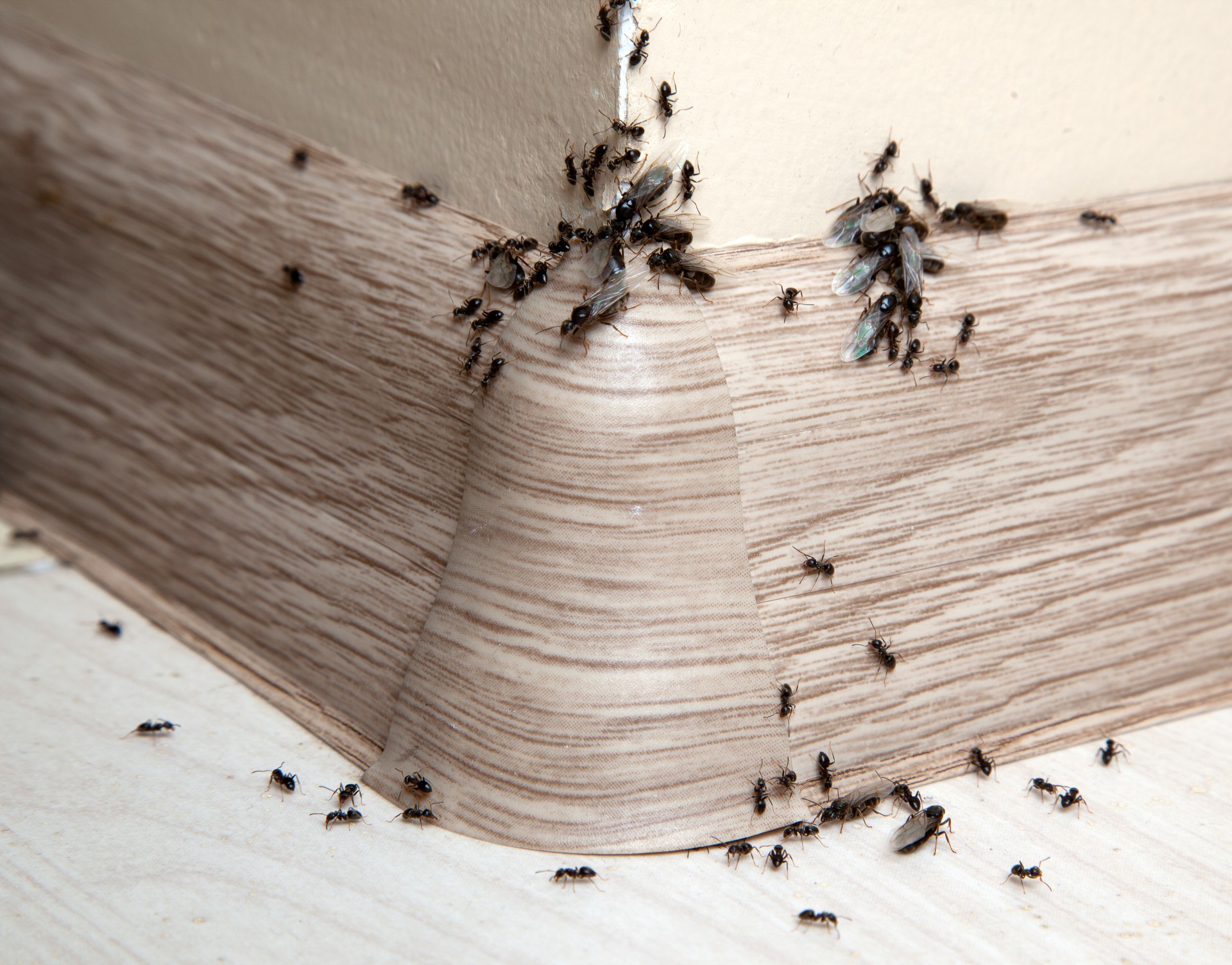 Ant Infestation, Pest Control in Leatherhead, Oxshott, Fetcham, KT22. Call Now 020 8166 9746