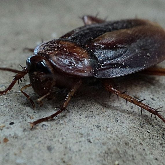 Cockroaches, Pest Control in Leatherhead, Oxshott, Fetcham, KT22. Call Now! 020 8166 9746