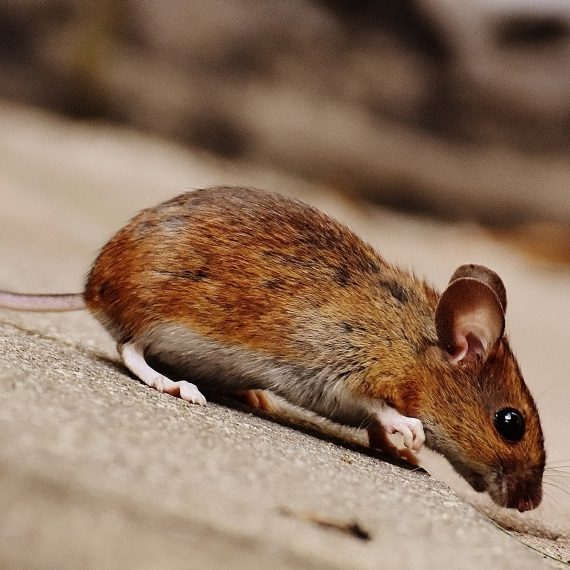 Mice, Pest Control in Leatherhead, Oxshott, Fetcham, KT22. Call Now! 020 8166 9746