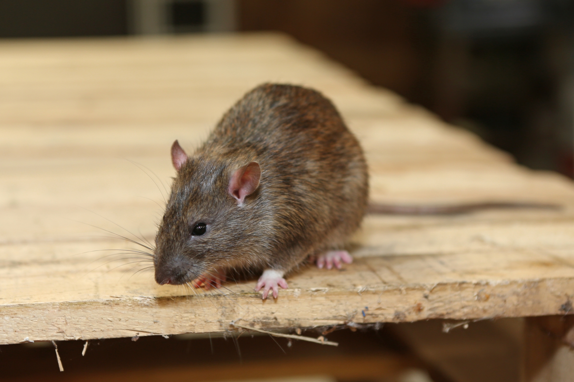 Rat Infestation, Pest Control in Leatherhead, Oxshott, Fetcham, KT22. Call Now 020 8166 9746