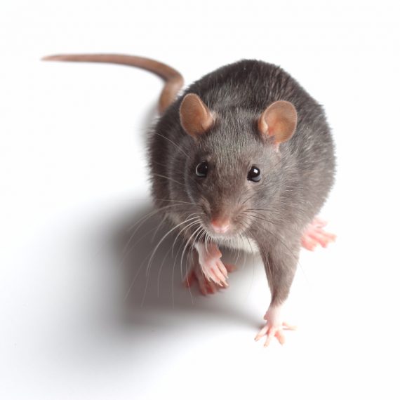 Rats, Pest Control in Leatherhead, Oxshott, Fetcham, KT22. Call Now! 020 8166 9746