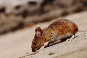 Mouse extermination, Pest Control in Leatherhead, Oxshott, Fetcham, KT22. Call Now 020 8166 9746