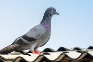 Pigeon Control, Pest Control in Leatherhead, Oxshott, Fetcham, KT22. Call Now 020 8166 9746