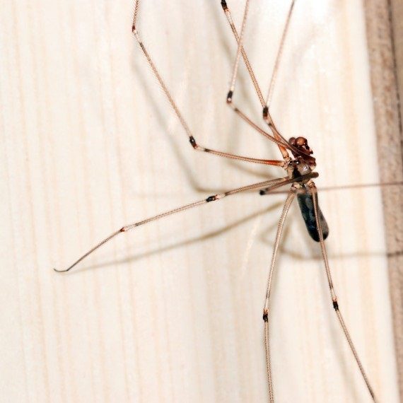 Spiders, Pest Control in Leatherhead, Oxshott, Fetcham, KT22. Call Now! 020 8166 9746