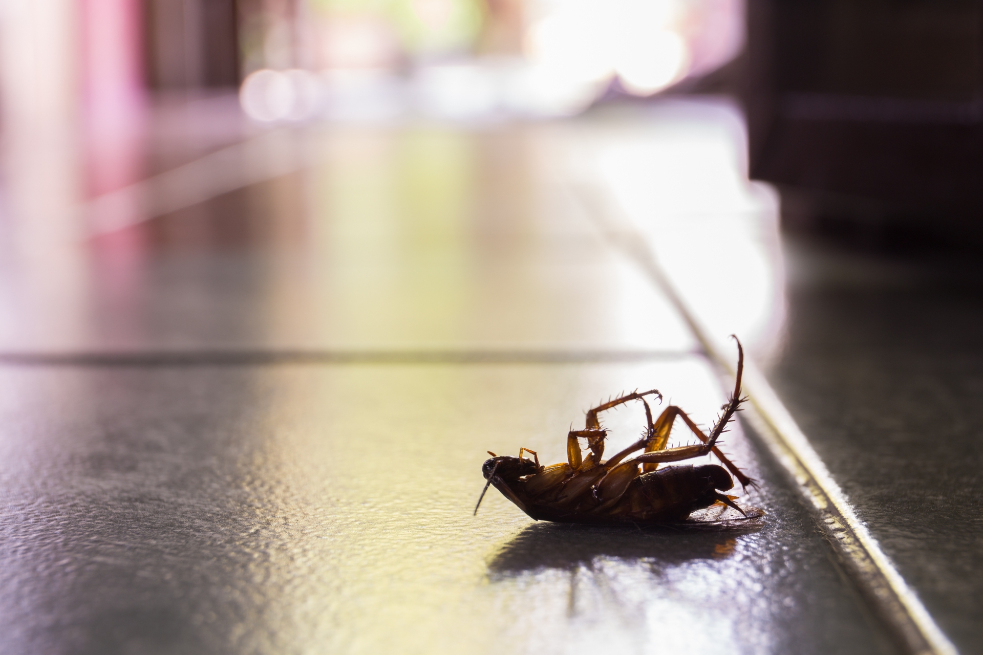Cockroach Control, Pest Control in Leatherhead, Oxshott, Fetcham, KT22. Call Now 020 8166 9746